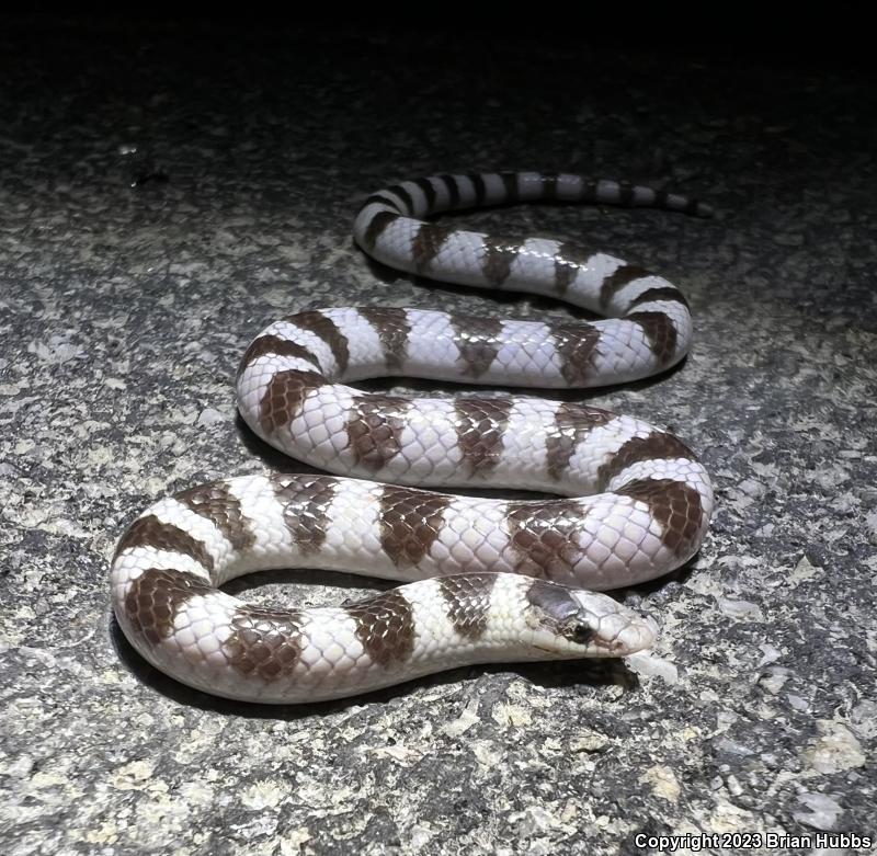 Colorado Desert Shovel-nosed Snake (Chionactis occipitalis annulata)