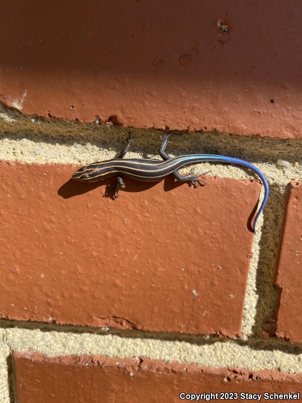 Five-lined Skink (Plestiodon fasciatus)