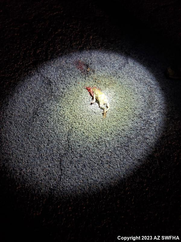 Sonoran Desert Toad (Ollotis alvaria)