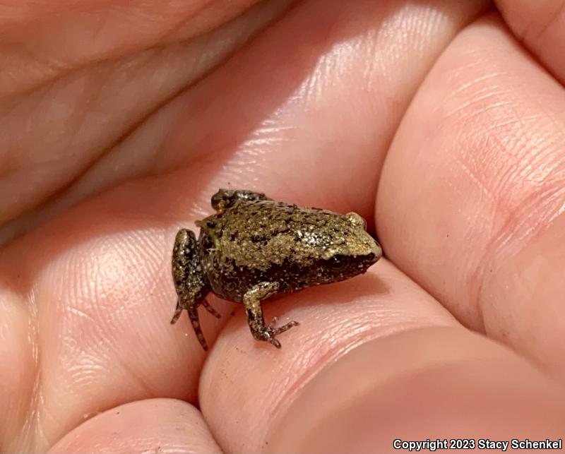 Eastern Narrow-mouthed Toad (Gastrophryne carolinensis)