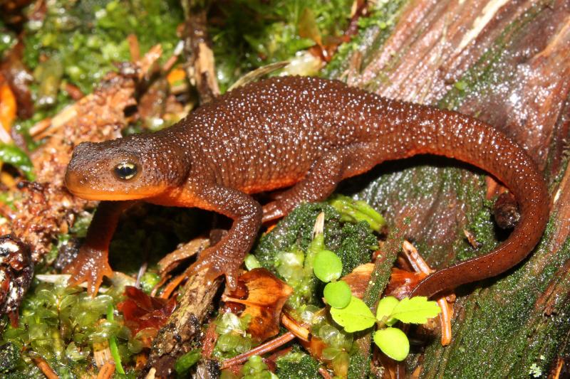 Rough-skinned Newt (Taricha granulosa)