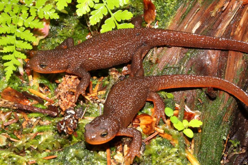 Rough-skinned Newt (Taricha granulosa)