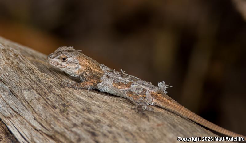 Prairie Lizard (Sceloporus consobrinus)