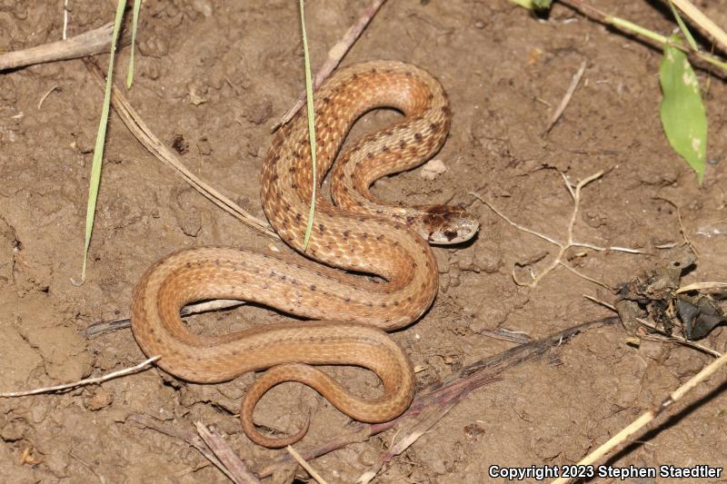 Northern Brownsnake (Storeria dekayi dekayi)