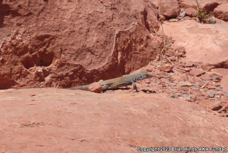 Western Whiptail (Aspidoscelis tigris)