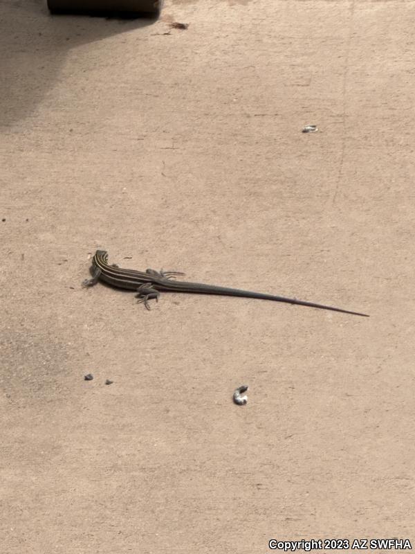 Desert Grassland Whiptail (Aspidoscelis uniparens)