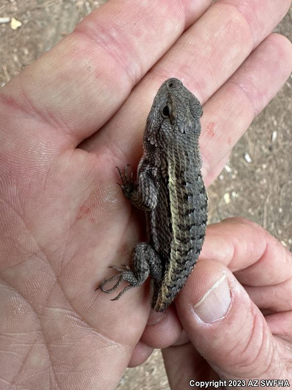 Striped Plateau Lizard (Sceloporus virgatus)