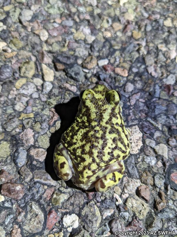 Couch's Spadefoot (Scaphiopus couchii)