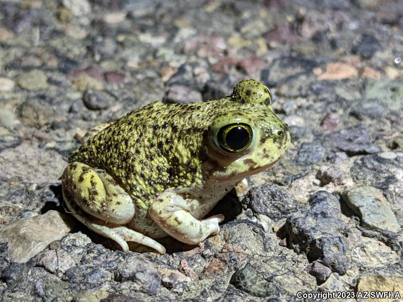 Couch's Spadefoot (Scaphiopus couchii)