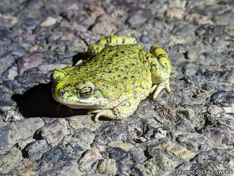 Western Green Toad (Anaxyrus debilis insidior)