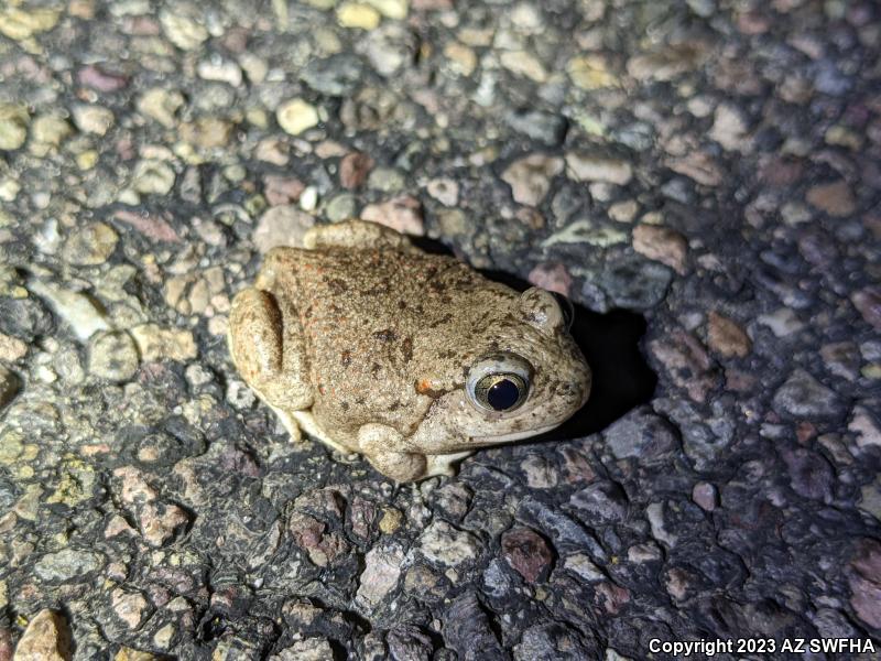 Chihuahuan Desert Spadefoot (Spea multiplicata stagnalis)