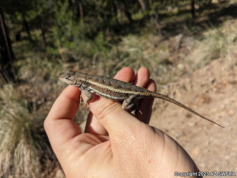 Striped Plateau Lizard (Sceloporus virgatus)