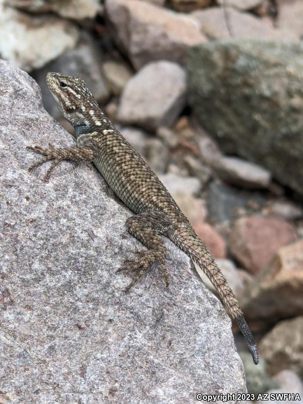 Yarrow's Lizard (Sceloporus jarrovii)