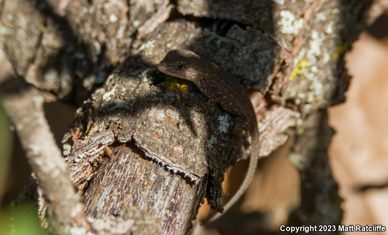 Prairie Lizard (Sceloporus consobrinus)