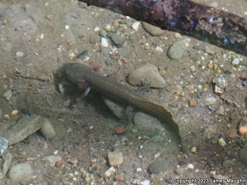 California Giant Salamander (Dicamptodon ensatus)