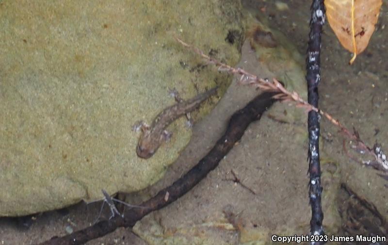 California Giant Salamander (Dicamptodon ensatus)