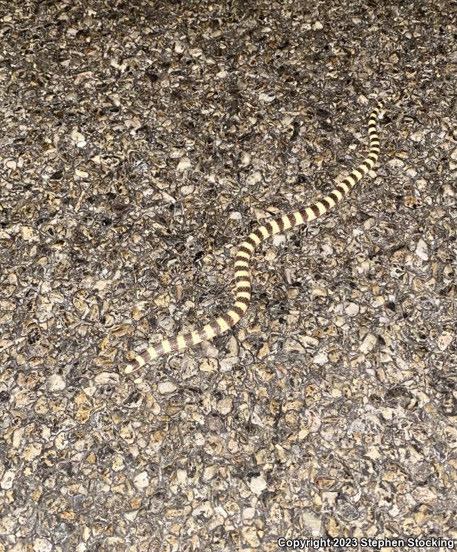 Nevada Shovel-nosed Snake (Chionactis occipitalis talpina)