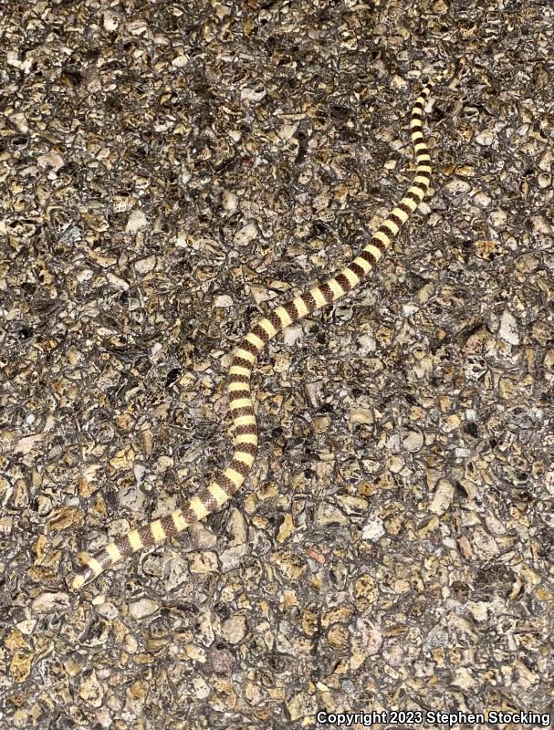 Nevada Shovel-nosed Snake (Chionactis occipitalis talpina)