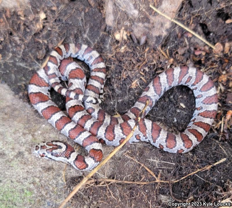 Eastern Milksnake (Lampropeltis triangulum triangulum)