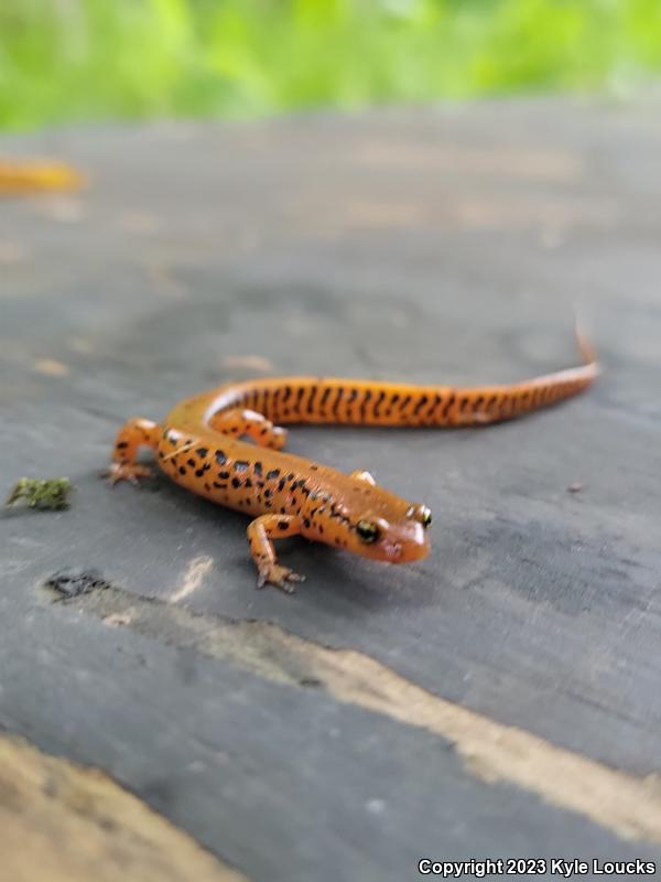 Long-tailed Salamander (Eurycea longicauda longicauda)