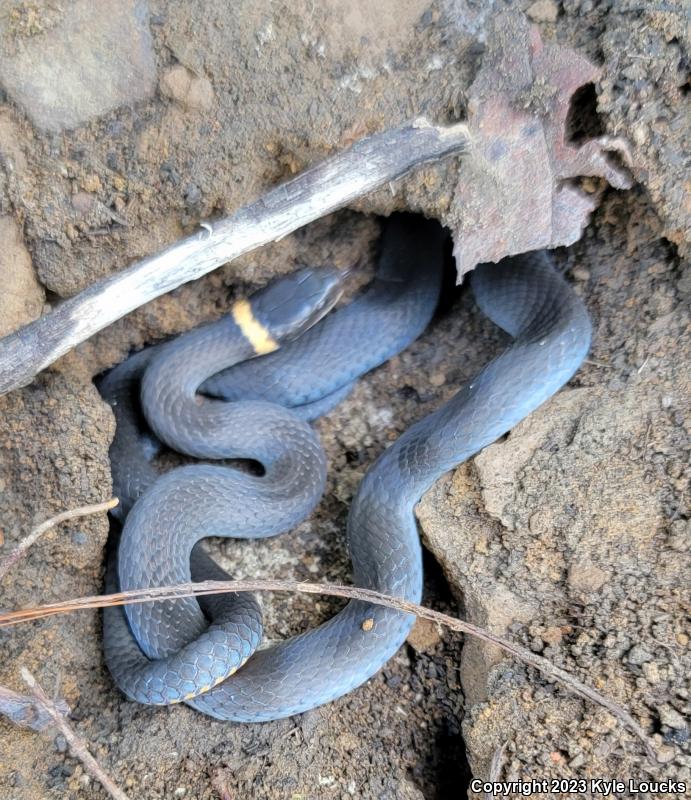 Northern Ring-necked Snake (Diadophis punctatus edwardsii)