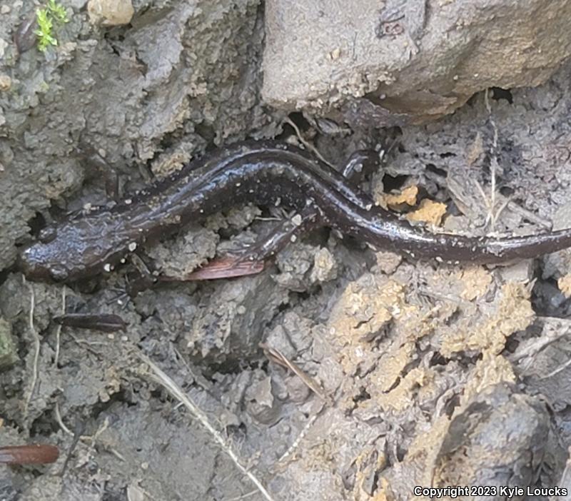 Allegheny Mountain Dusky Salamander (Desmognathus ochrophaeus)