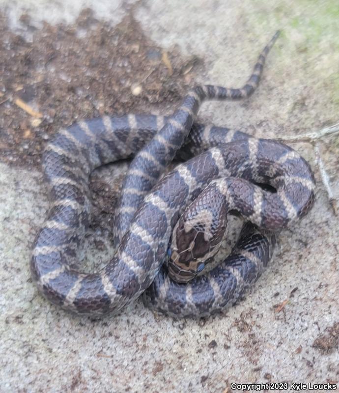 Eastern Milksnake (Lampropeltis triangulum triangulum)