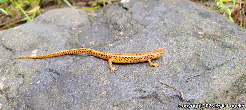 Long-tailed Salamander (Eurycea longicauda longicauda)