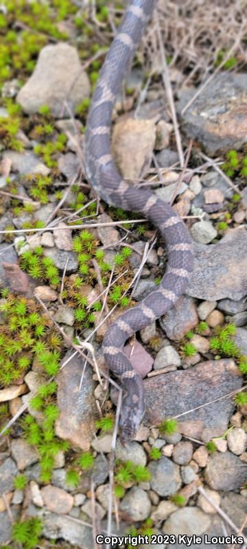 Eastern Milksnake (Lampropeltis triangulum triangulum)