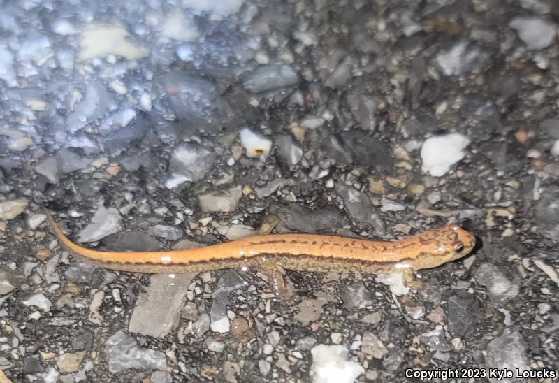 Allegheny Mountain Dusky Salamander (Desmognathus ochrophaeus)