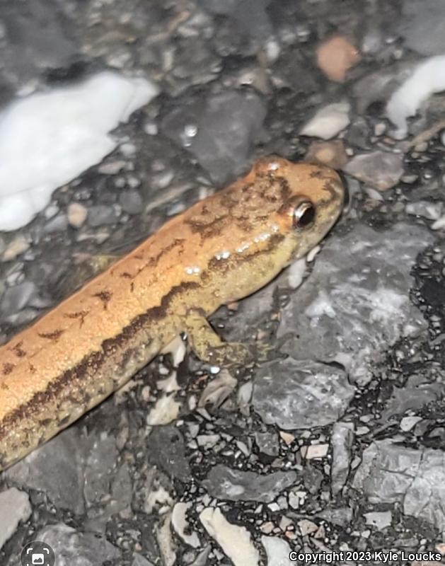 Allegheny Mountain Dusky Salamander (Desmognathus ochrophaeus)