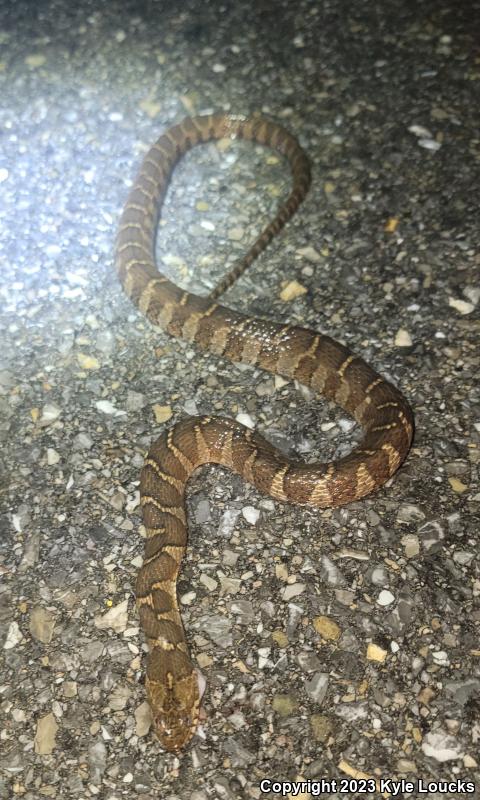 Northern Watersnake (Nerodia sipedon sipedon)