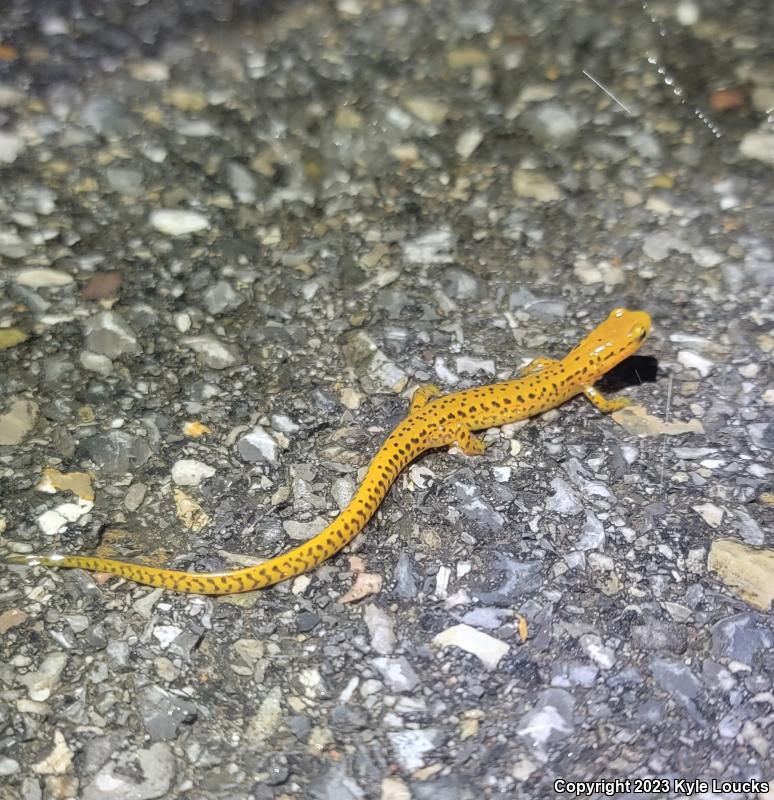 Long-tailed Salamander (Eurycea longicauda longicauda)