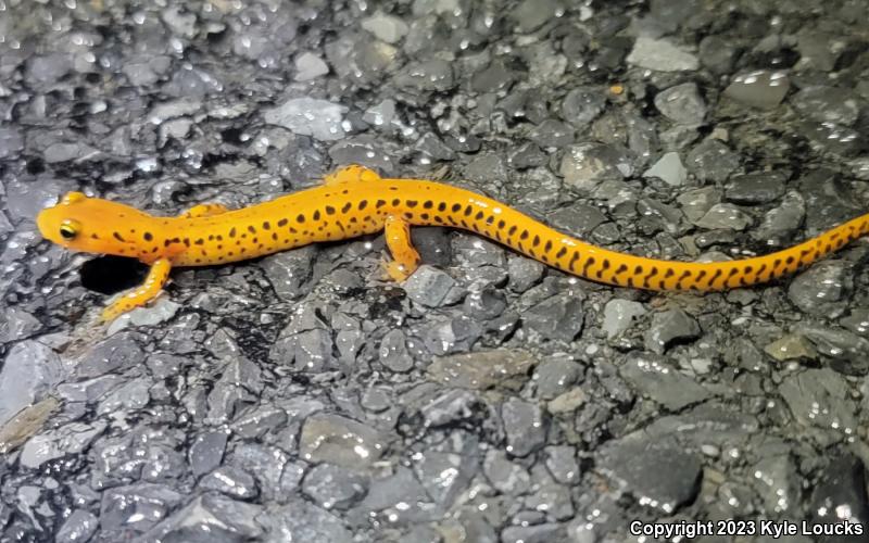 Long-tailed Salamander (Eurycea longicauda longicauda)