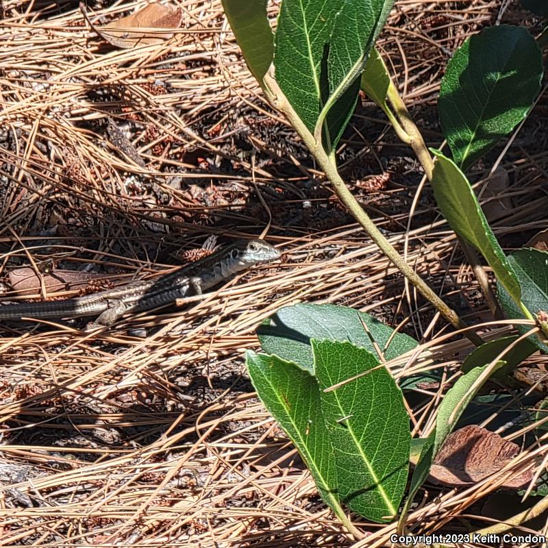 Sonoran Spotted Whiptail (Aspidoscelis sonorae)