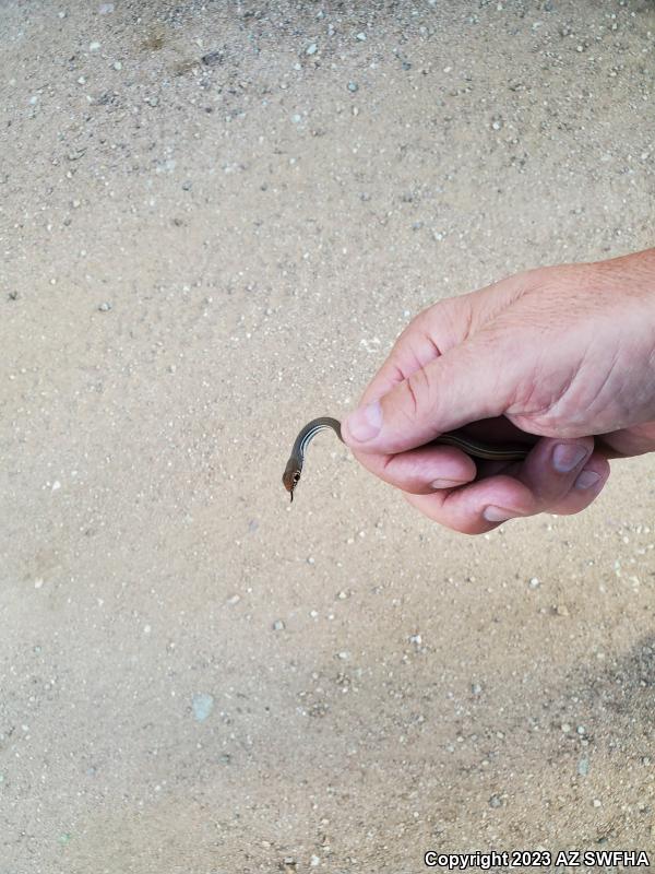 Sonoran Whipsnake (Coluber bilineatus)