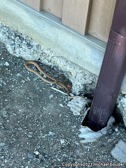 Western Yellow-bellied Racer (Coluber constrictor mormon)