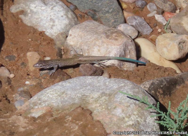 Western Whiptail (Aspidoscelis tigris)