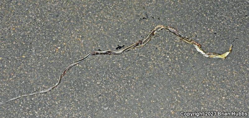 Desert Striped Whipsnake (Coluber taeniatus taeniatus)