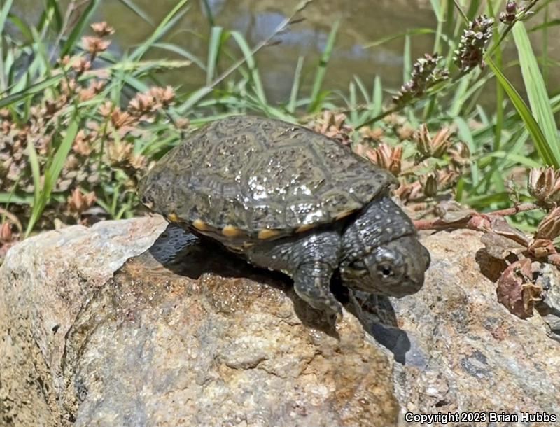 Sonoran Mud Turtle (Kinosternon sonoriense)