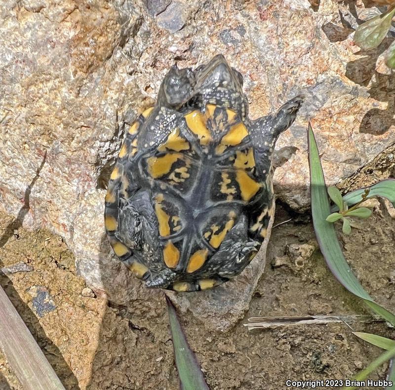 Sonoran Mud Turtle (Kinosternon sonoriense)