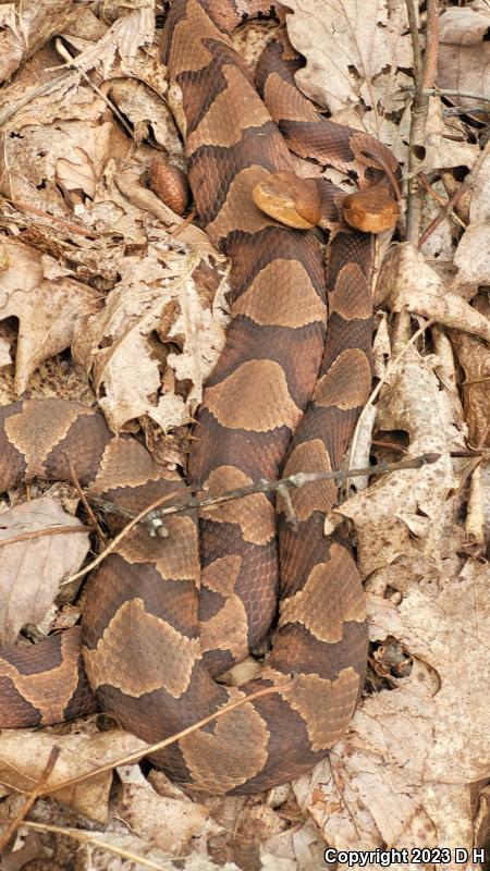 Northern  Copperhead (Agkistrodon contortrix mokasen)