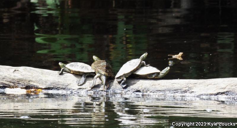 Northern Map Turtle (Graptemys geographica)