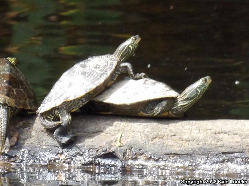 Northern Map Turtle (Graptemys geographica)