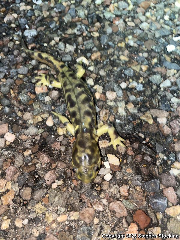 Arizona Tiger Salamander (Ambystoma mavortium nebulosum)