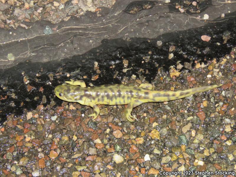 Arizona Tiger Salamander (Ambystoma mavortium nebulosum)