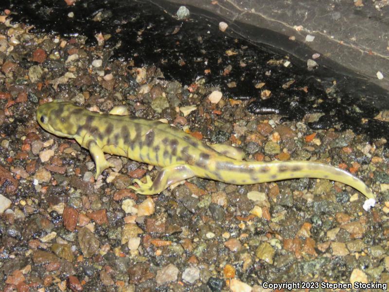 Arizona Tiger Salamander (Ambystoma mavortium nebulosum)