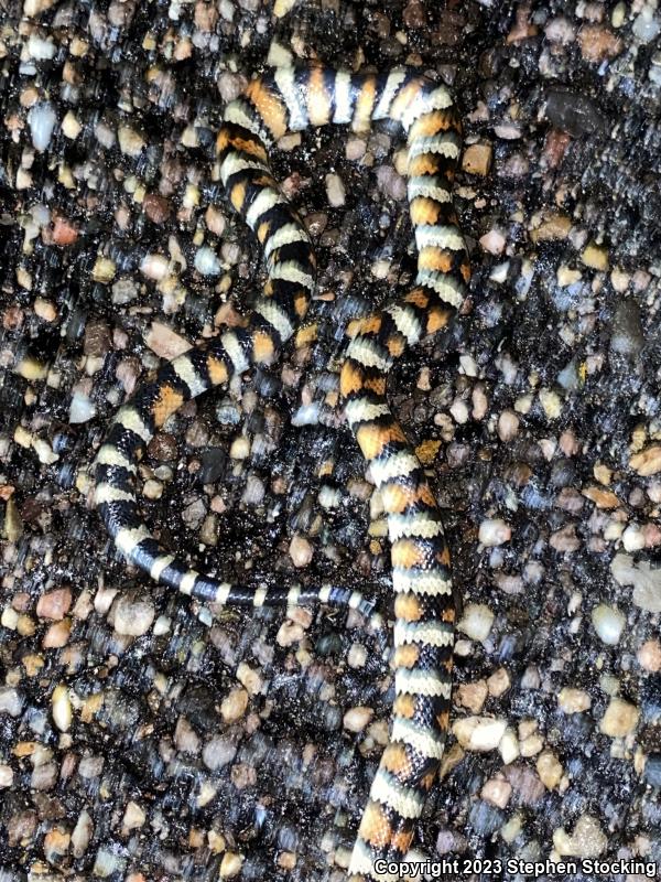 Central Plains Milksnake (Lampropeltis triangulum gentilis)