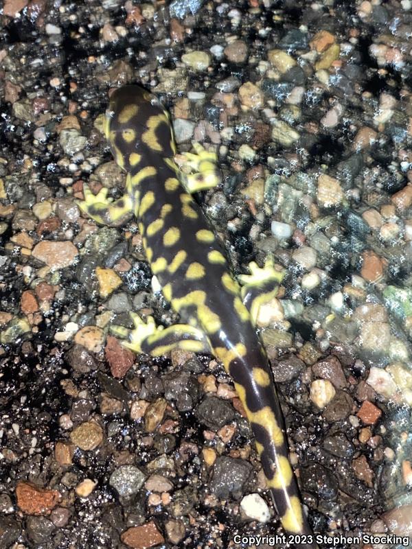 Arizona Tiger Salamander (Ambystoma mavortium nebulosum)