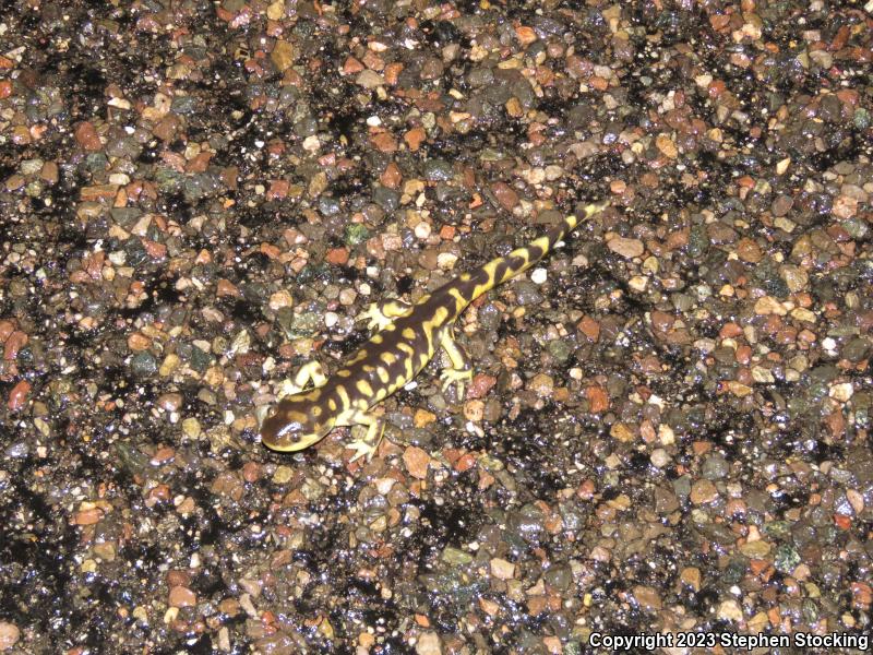 Arizona Tiger Salamander (Ambystoma mavortium nebulosum)